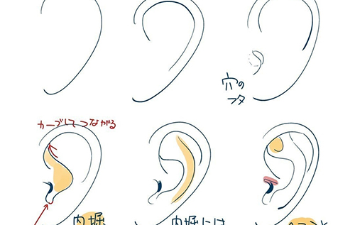人物的耳朵怎么绘画？
