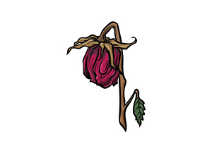 干枯玫瑰绘画技法，教你画超简单干枯玫瑰