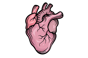 人体器官心脏如何画？初学者画心脏教程