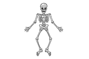 人体骨架入门画法，教你学习画骷髅
