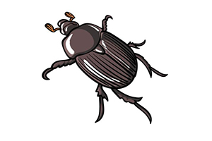 0基础学插画：画简单的甲虫插画
