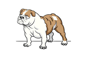 0基础学插画：画简单的斗牛犬插图